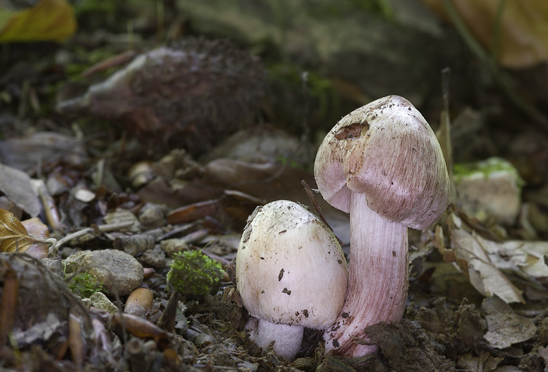 Inocybe adaequata